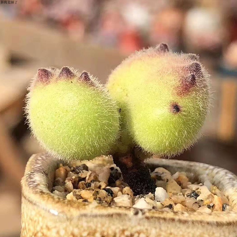 多肉植物直播选购专拍一物一拍以及寄养专拍