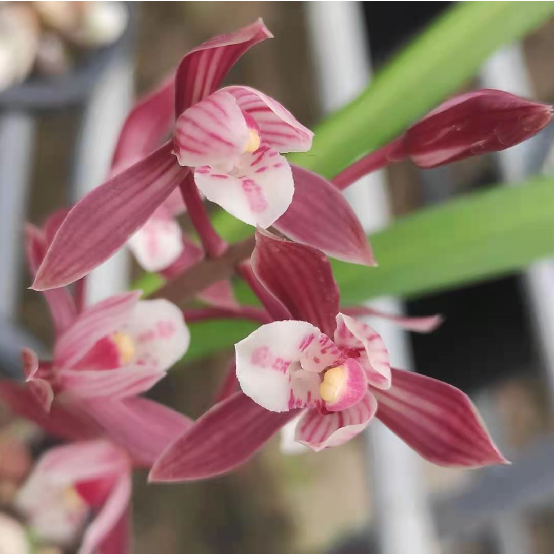 直播兰花花卉绿植盆栽好养兰花苗名贵兰花苗建兰寒兰浓香好养室内