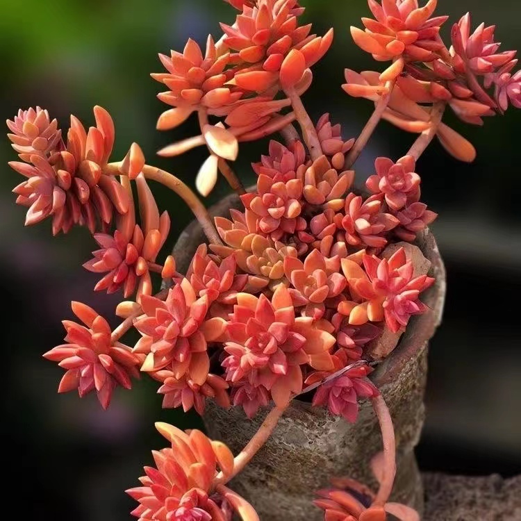 布丁多肉植物花卉奶油果冻盆栽大棵阳台露养新手懒人好栽活萌多肉