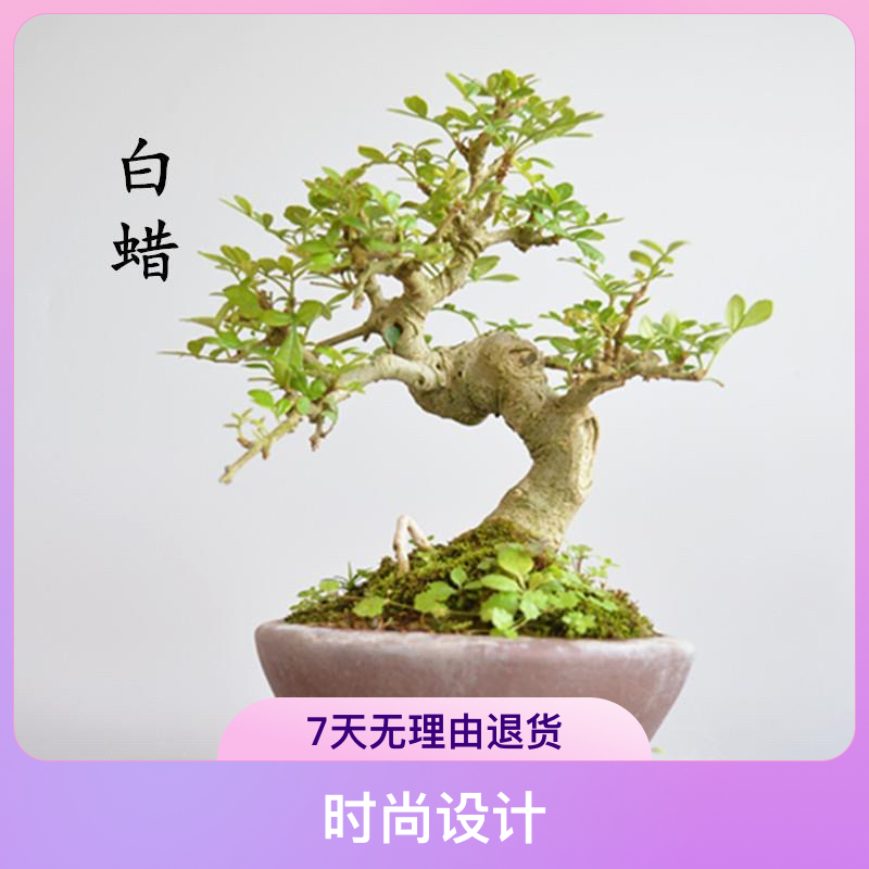 对节白蜡素材，微型练手胚桩提根型、丛林款、矮霸型、文人型等