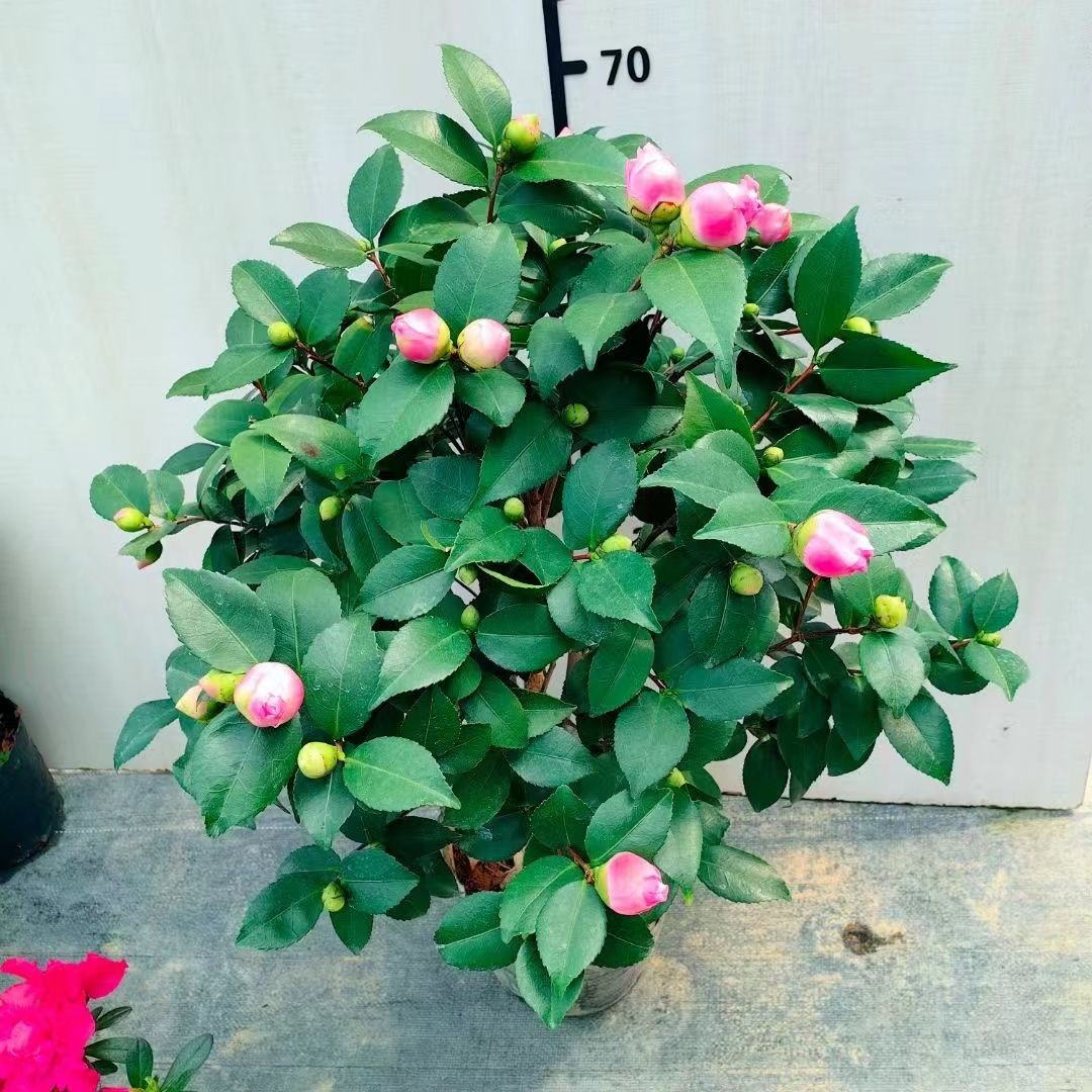 香妃山茶花简单好养浓香型粉色观花植物基地直发卧室客厅桌面花卉