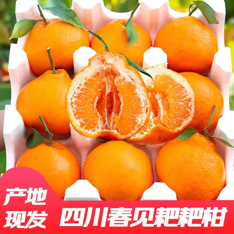 【保温地区】四川春见耙耙柑当季水果柑橘水果现摘现发应季鲜果