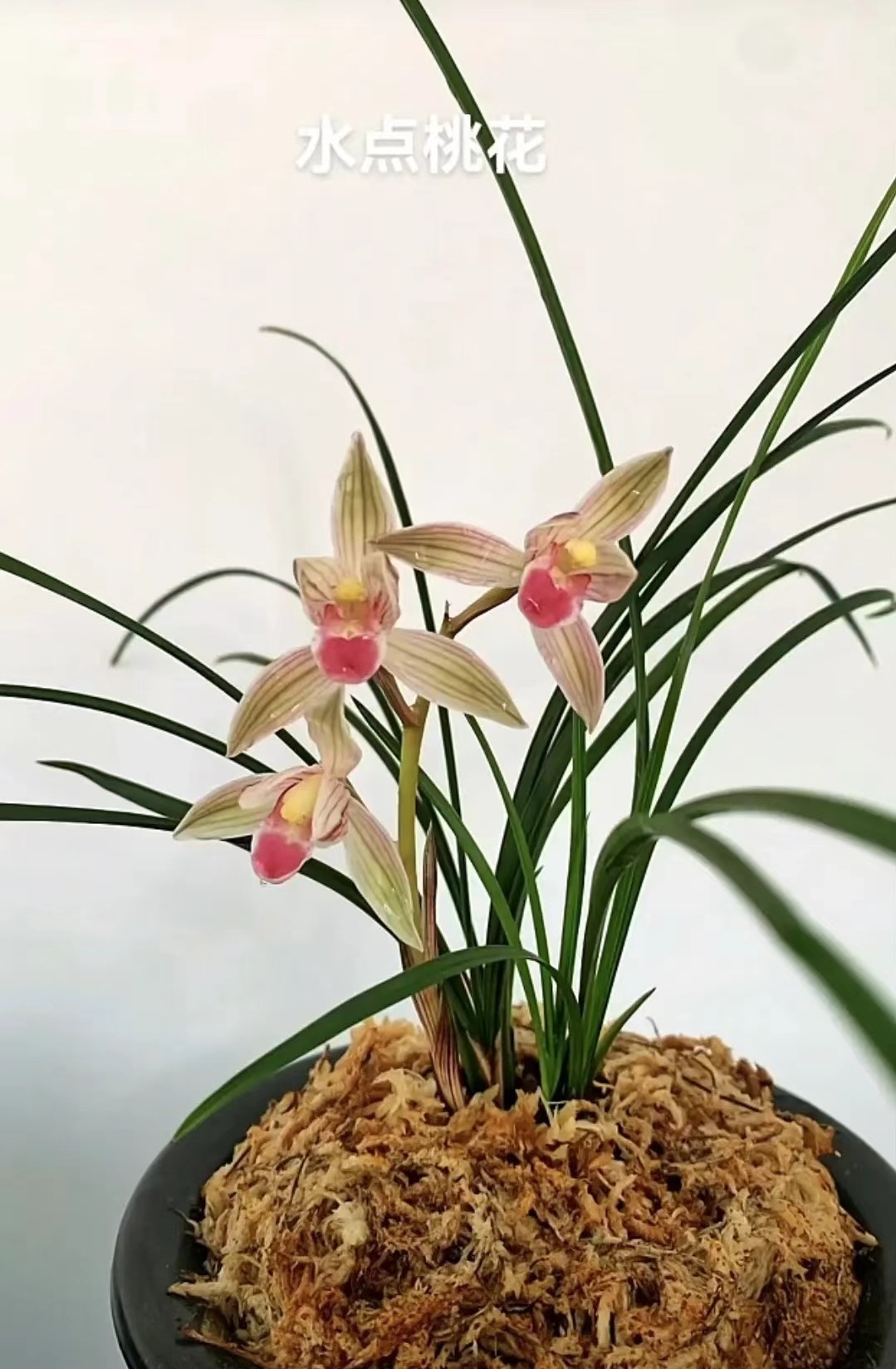 室内盆栽兰花铭品蕙兰一物一拍稀有名贵室内盆栽兰花兰花草兰草