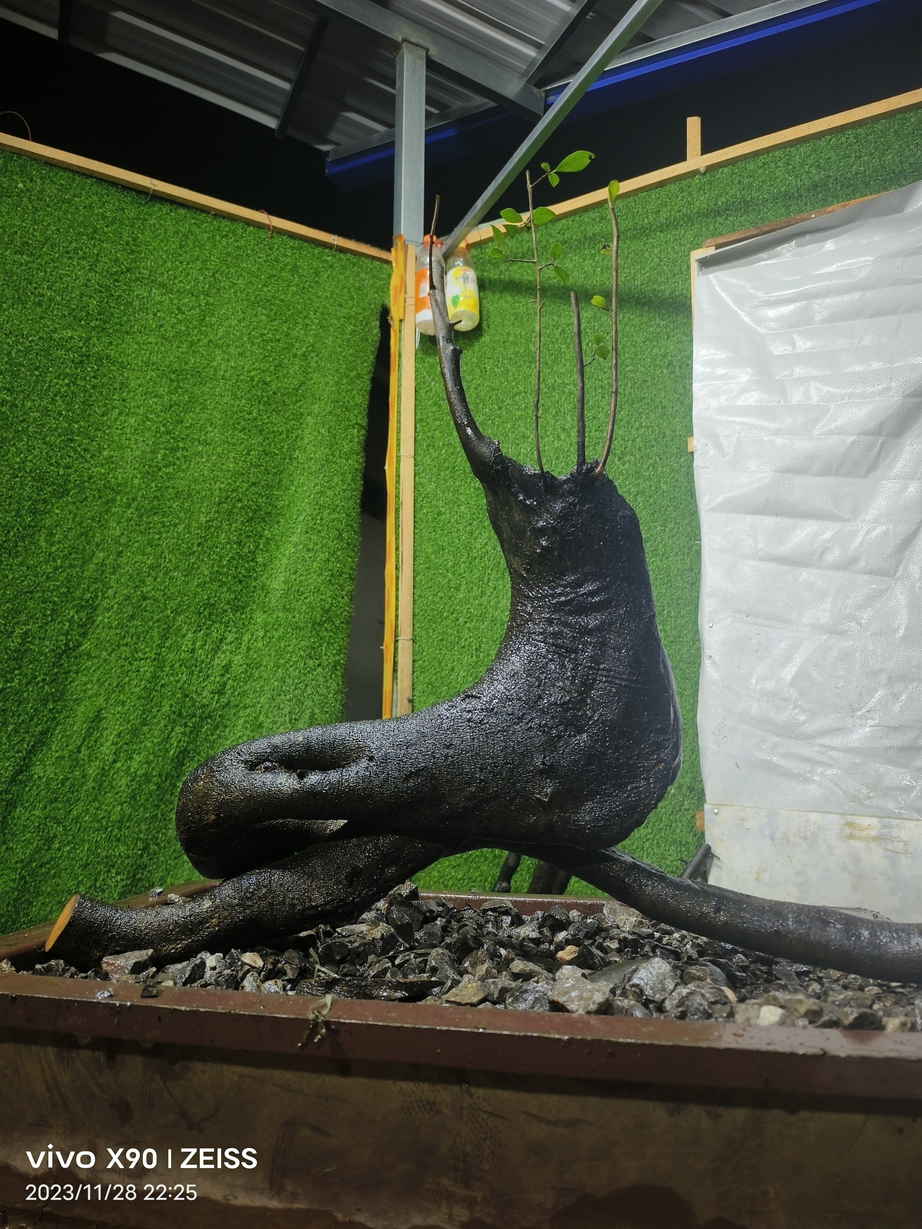 金弹子盆景，盆艺精选