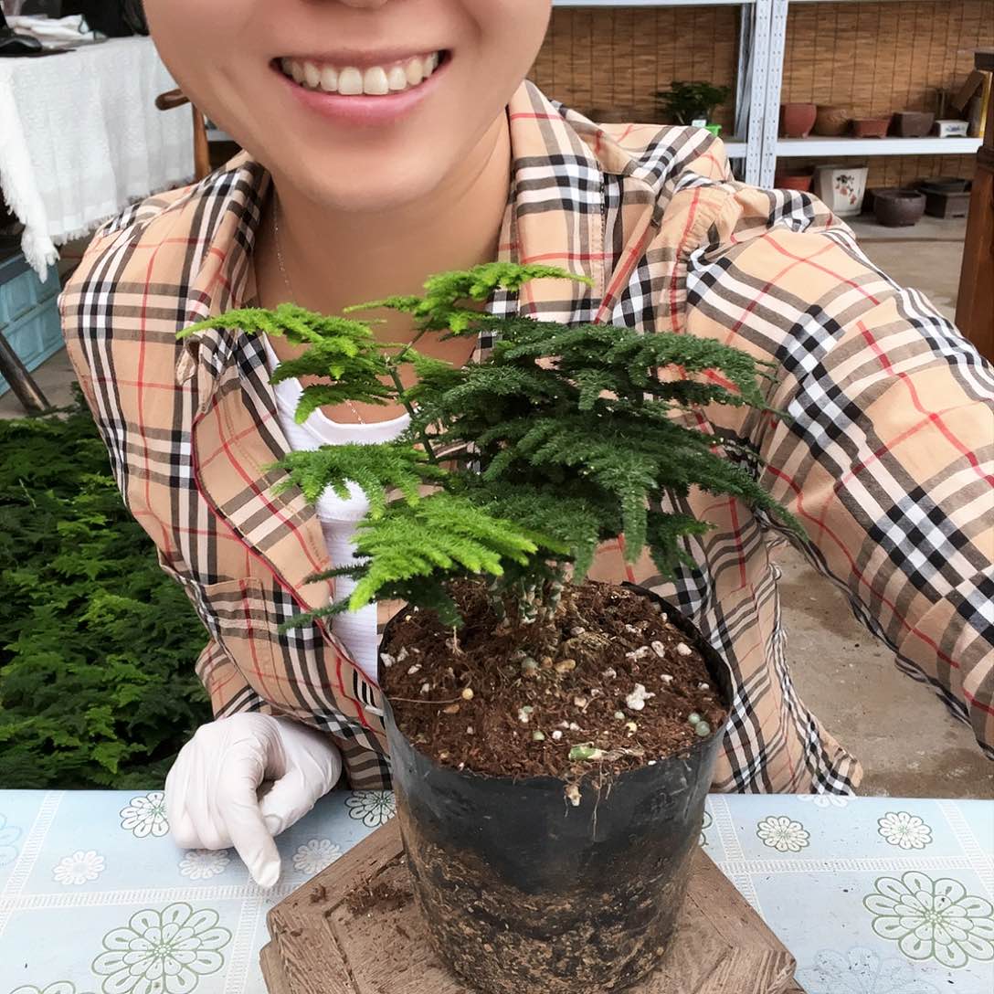 雪*宝笑笑云竹盆景艺术品