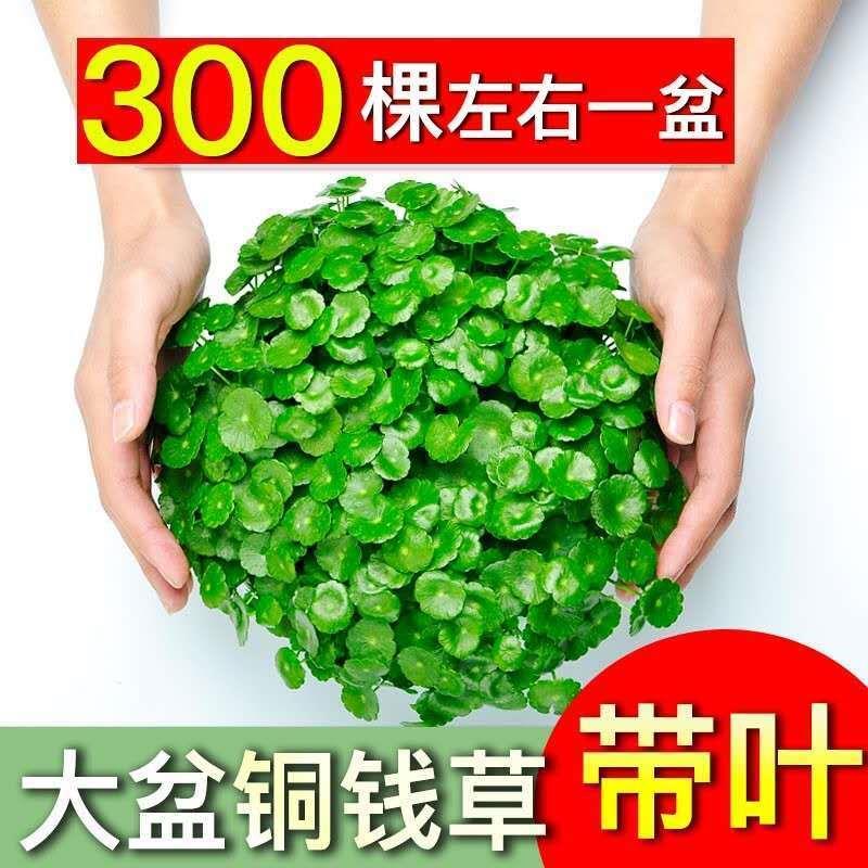 新疆包邮铜钱草水培盆栽室内室外花卉招财金钱草绿植吸甲醛绿植大