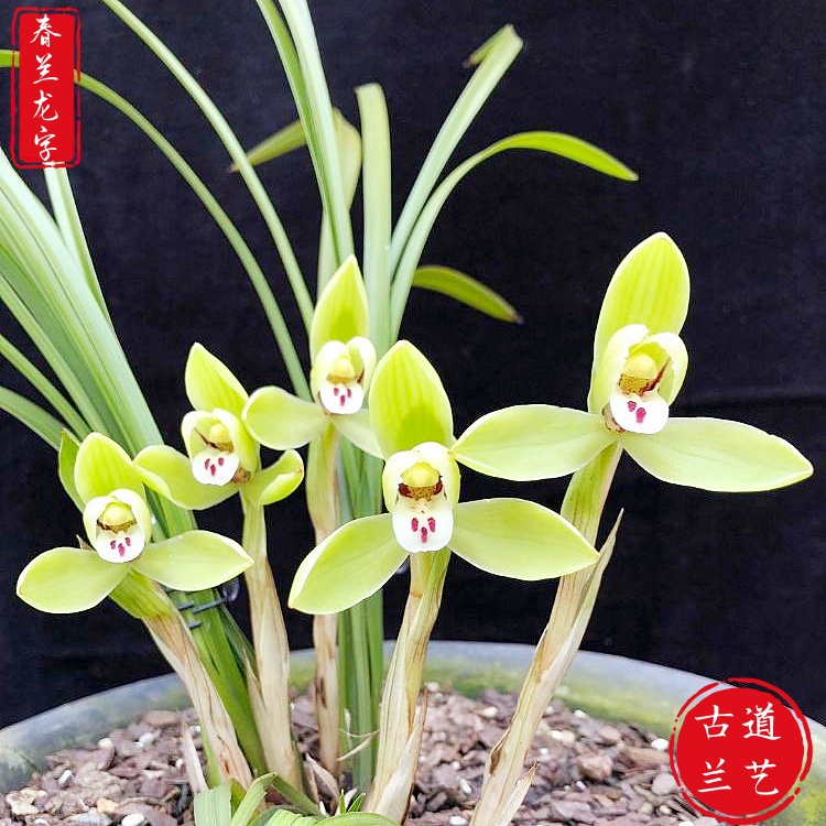【春兰-龙字】古道兰艺高山国兰 易养活无温室阳台养兰