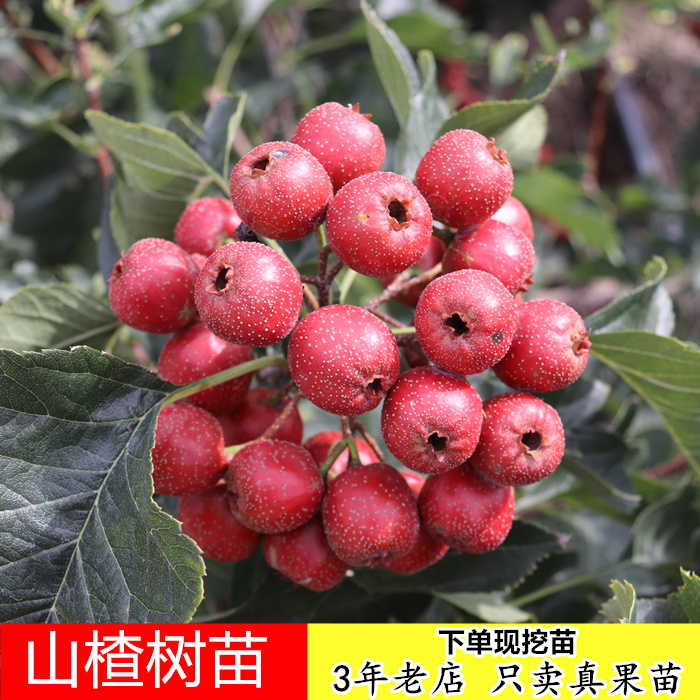 山楂树苗 南方北方种植 盆栽地种 耐寒果树苗