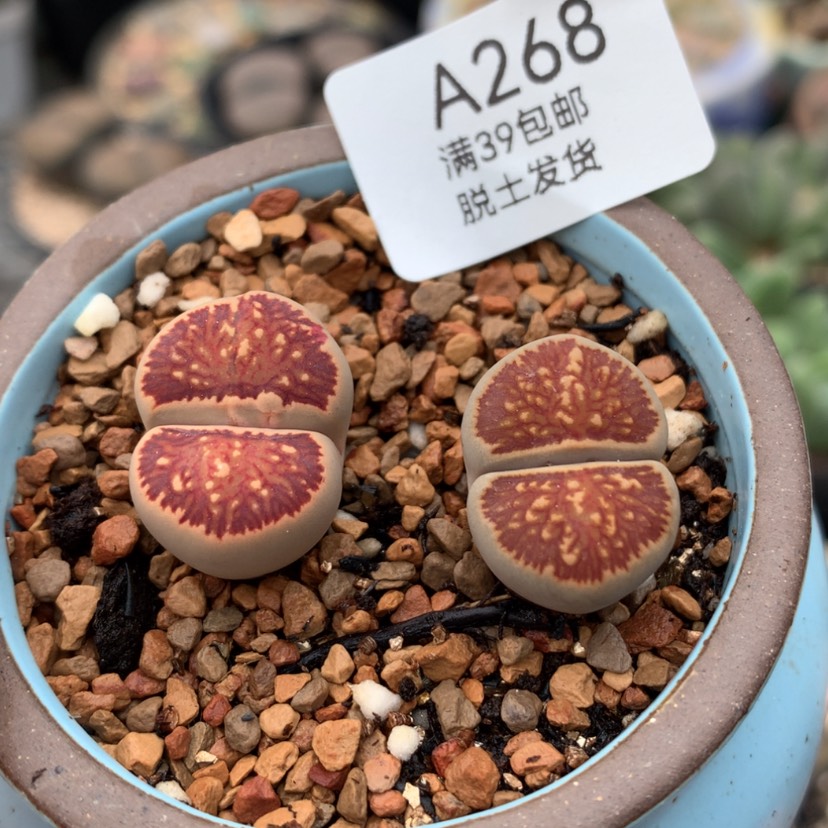 【闪购商品】268号