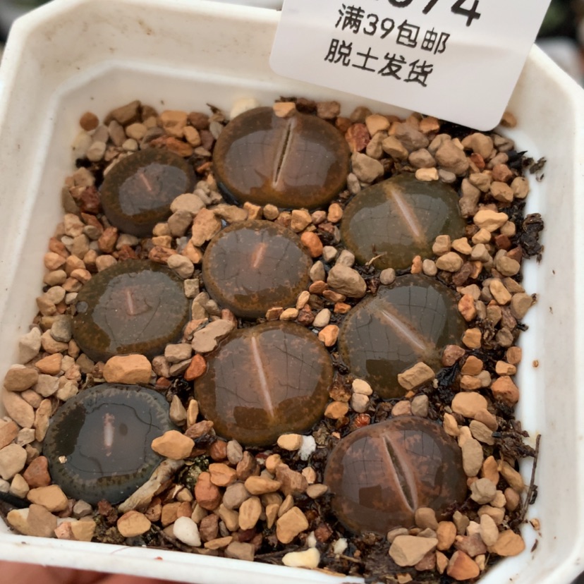 【闪购商品】39包邮