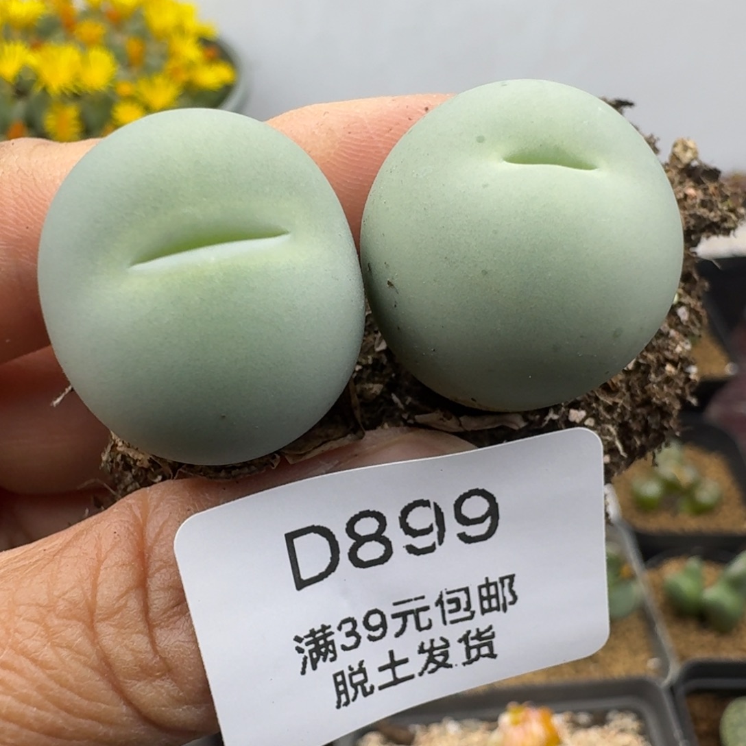 39包邮899福利2.1厘米