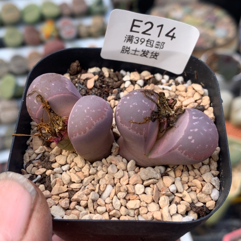 【闪购商品】214号