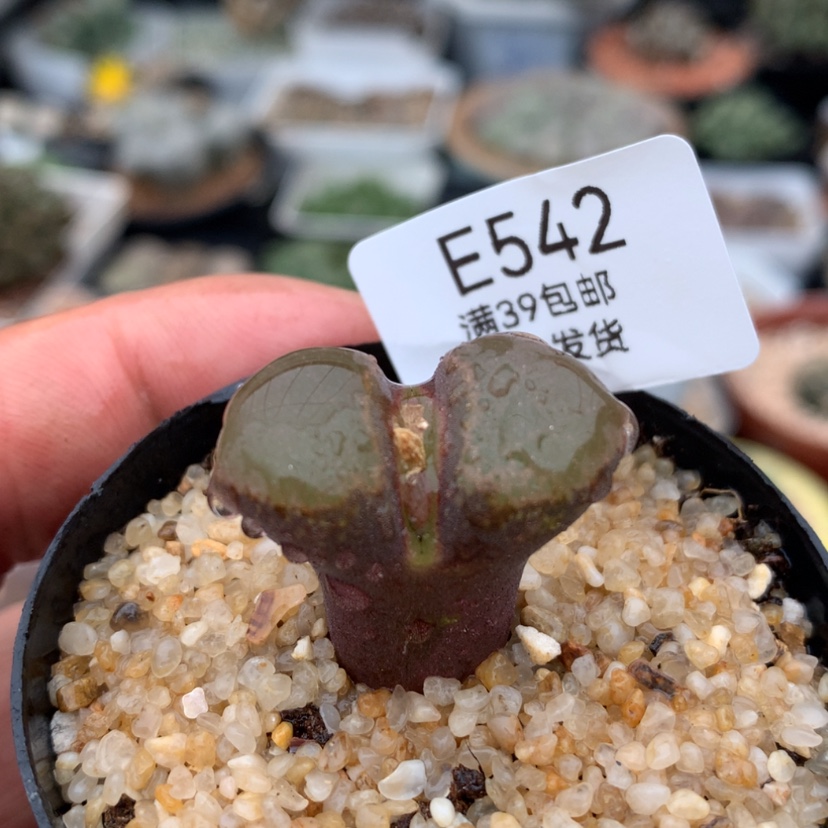 【闪购商品】542号