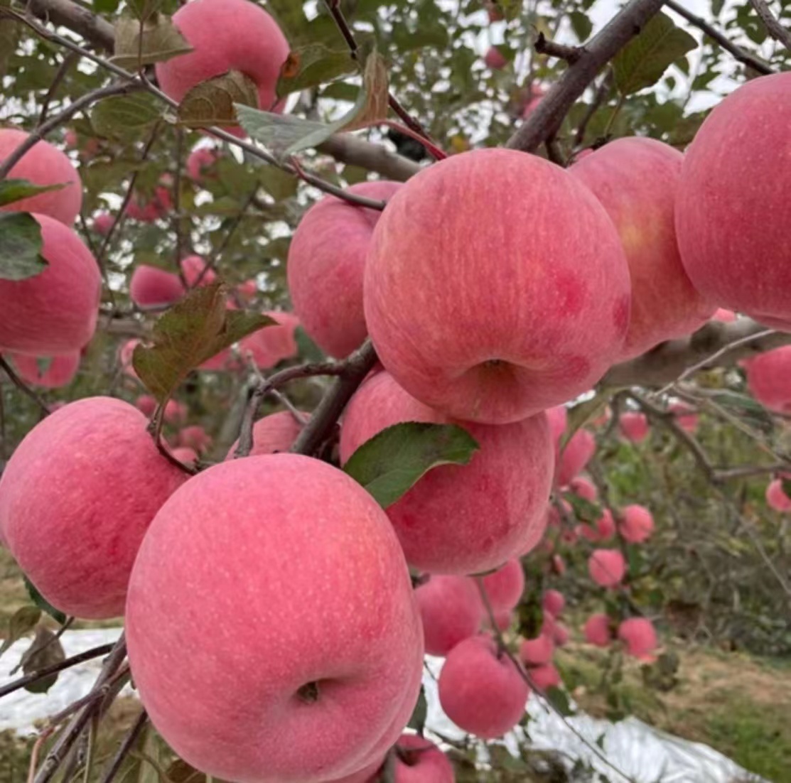 洛川红富士苹果4颗装小果