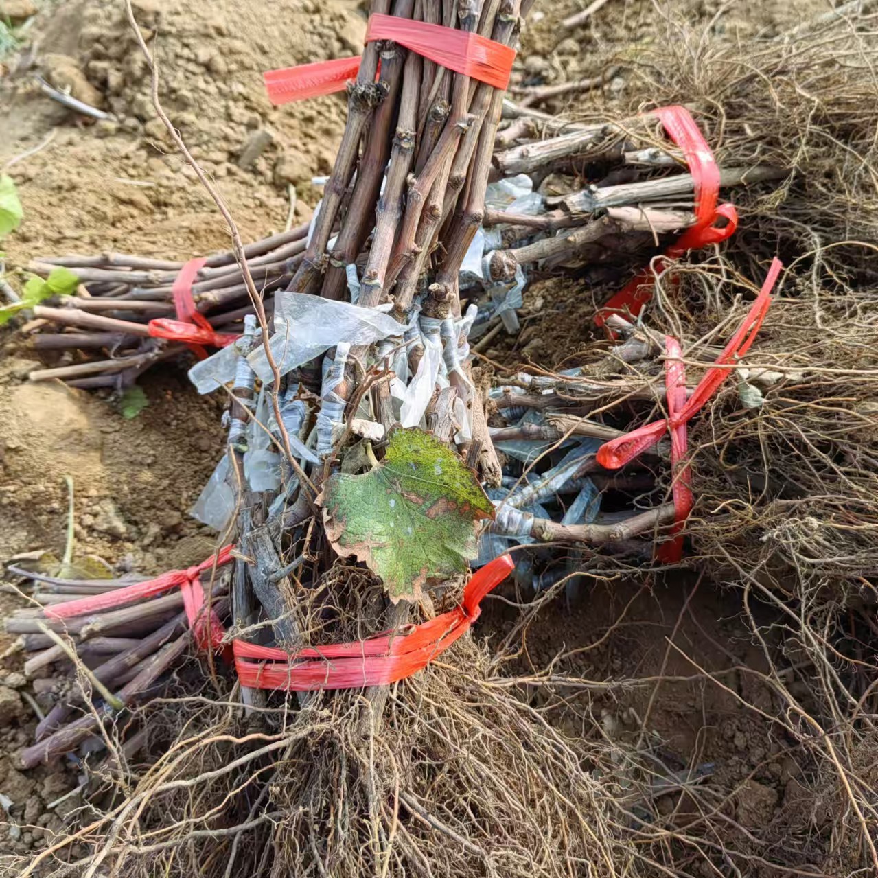 奇异指葡萄苗热卖中