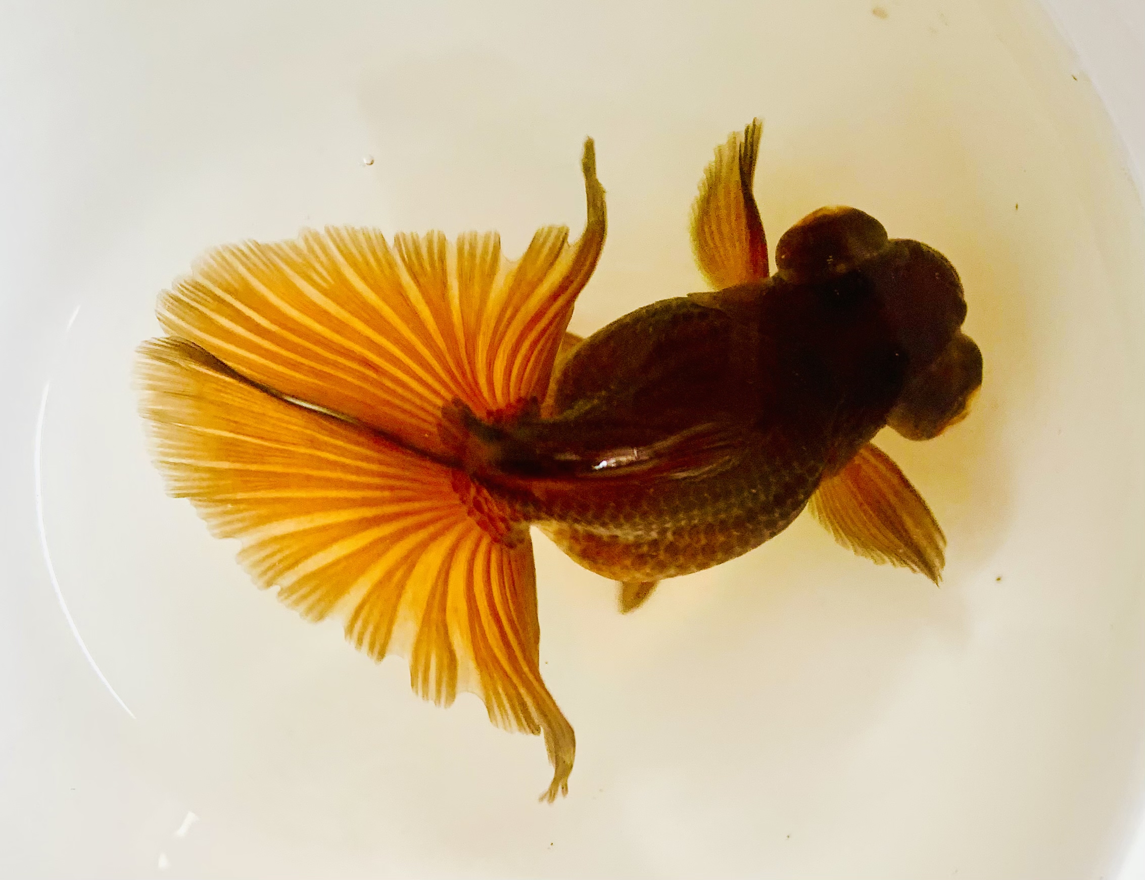 观赏鱼，如皋蝶尾，以直播间出售为准，如果直接拍下，随机发货