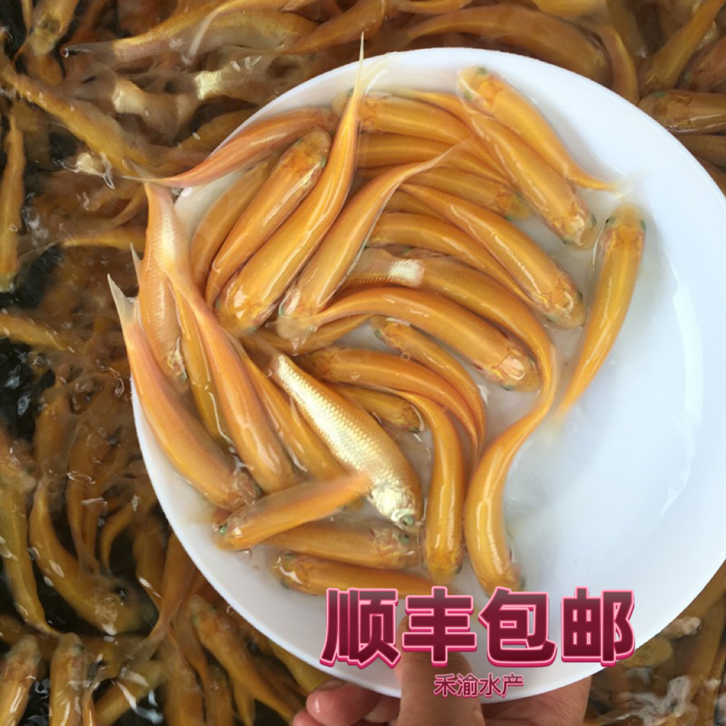 俄罗斯金丝草金丝皖鱼苗淡水养殖食用活体观赏鱼发货
