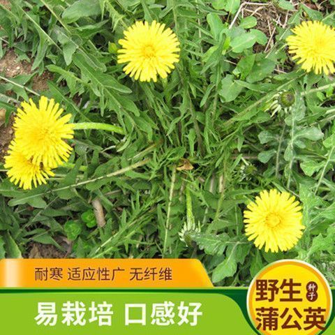 野生蒲公英种子菜种种籽大全蔬菜野菜种植婆婆丁盆栽春秋冬四季