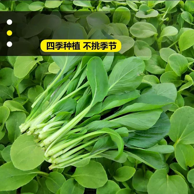 鸡毛菜种子小油菜小白菜生长快易种植盆栽阳台庭院耐热抗寒