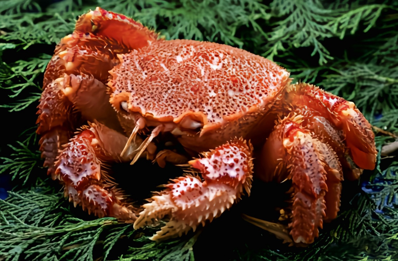 鲜活红毛蟹 进口生猛海鲜 深海红毛蟹 （多规格可选）