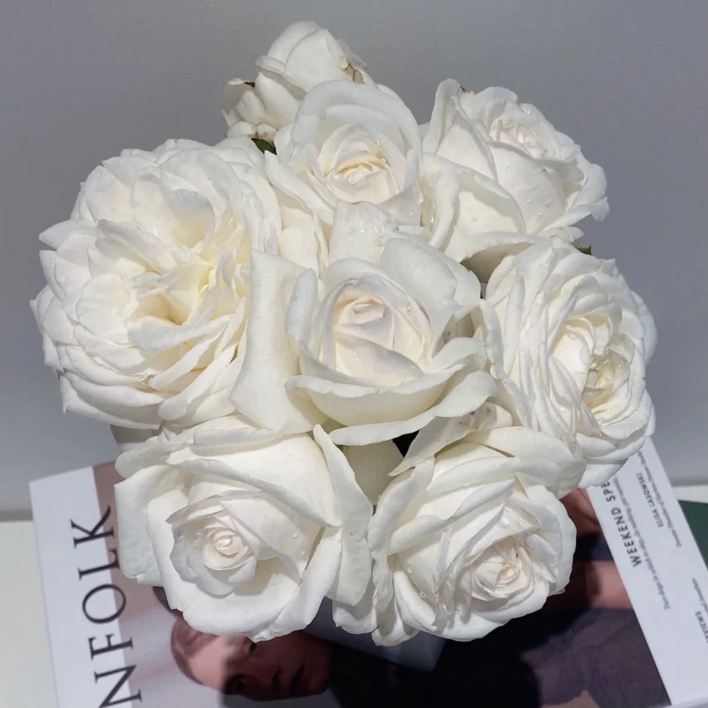 珍妮莫罗大花浓香月季