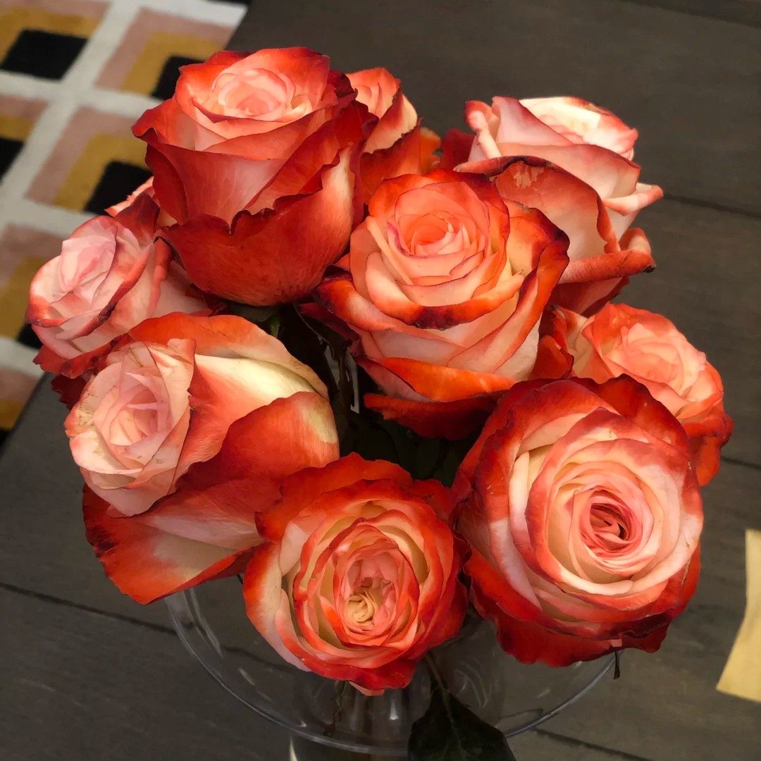 法尔法拉切花月季