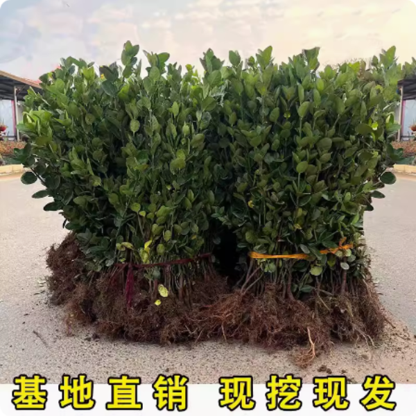 冬青树苗法国直立篱笆墙庭院围墙植物四季常青耐寒绿篱北海道黄杨