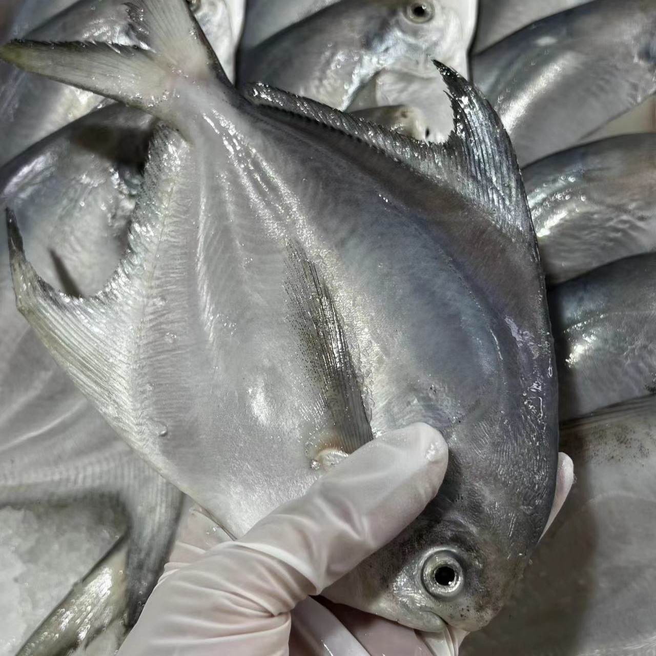 捕捞野生小白鲳鱼新鲜深海鱼清蒸食用肉质鲜嫩营养3-10斤顺丰包邮