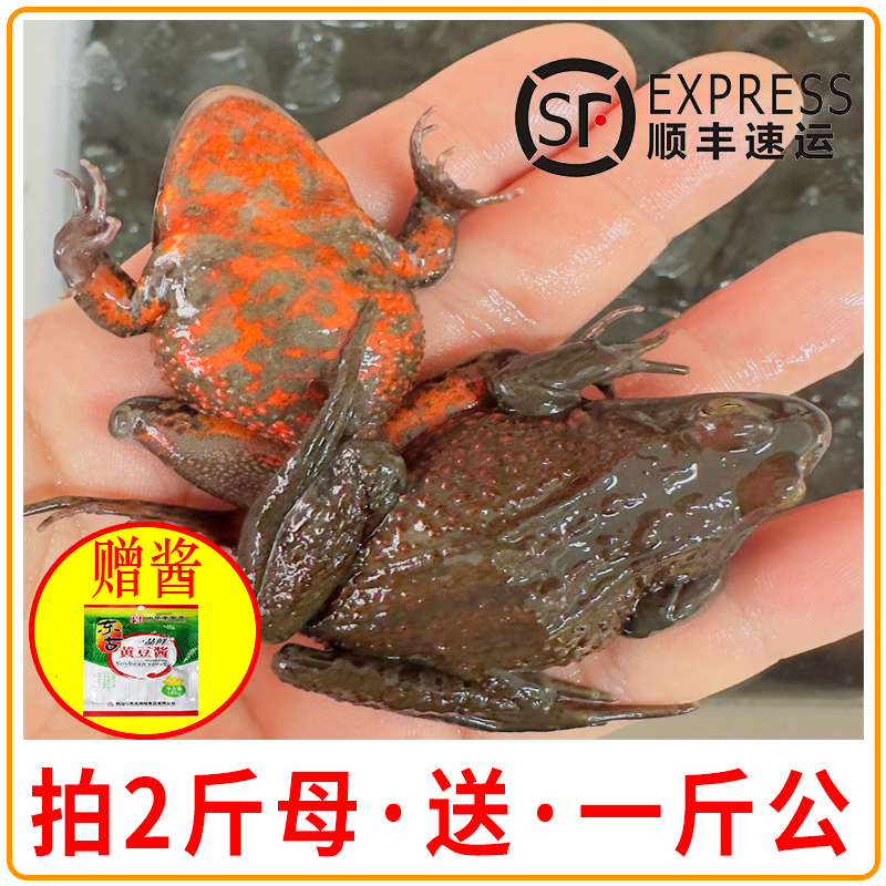 东北活河鲜 哈什蟆 红肚蛤蟆 满籽满油
