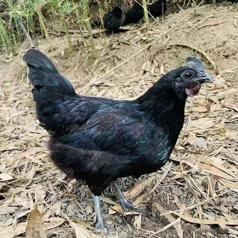 【跑山土乌鸡】农家散养现杀老母鸡小脚跑山草鸡月子鸡炖汤五黑公鸡