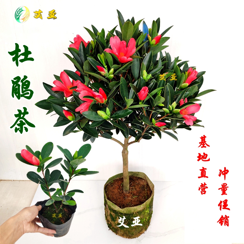 艾亚四季杜鹃红山茶花四季开花不断室内盆栽花卉新品种特惠精选