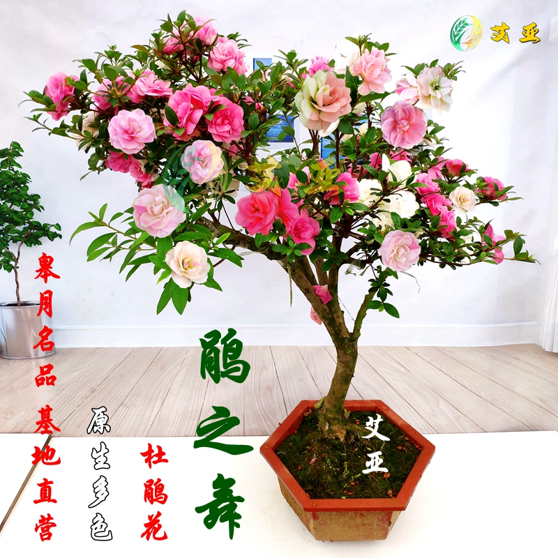 艾亚鹃之舞日本皋月杜鹃花盆栽四季开花稀有名贵品种花卉庭院好养