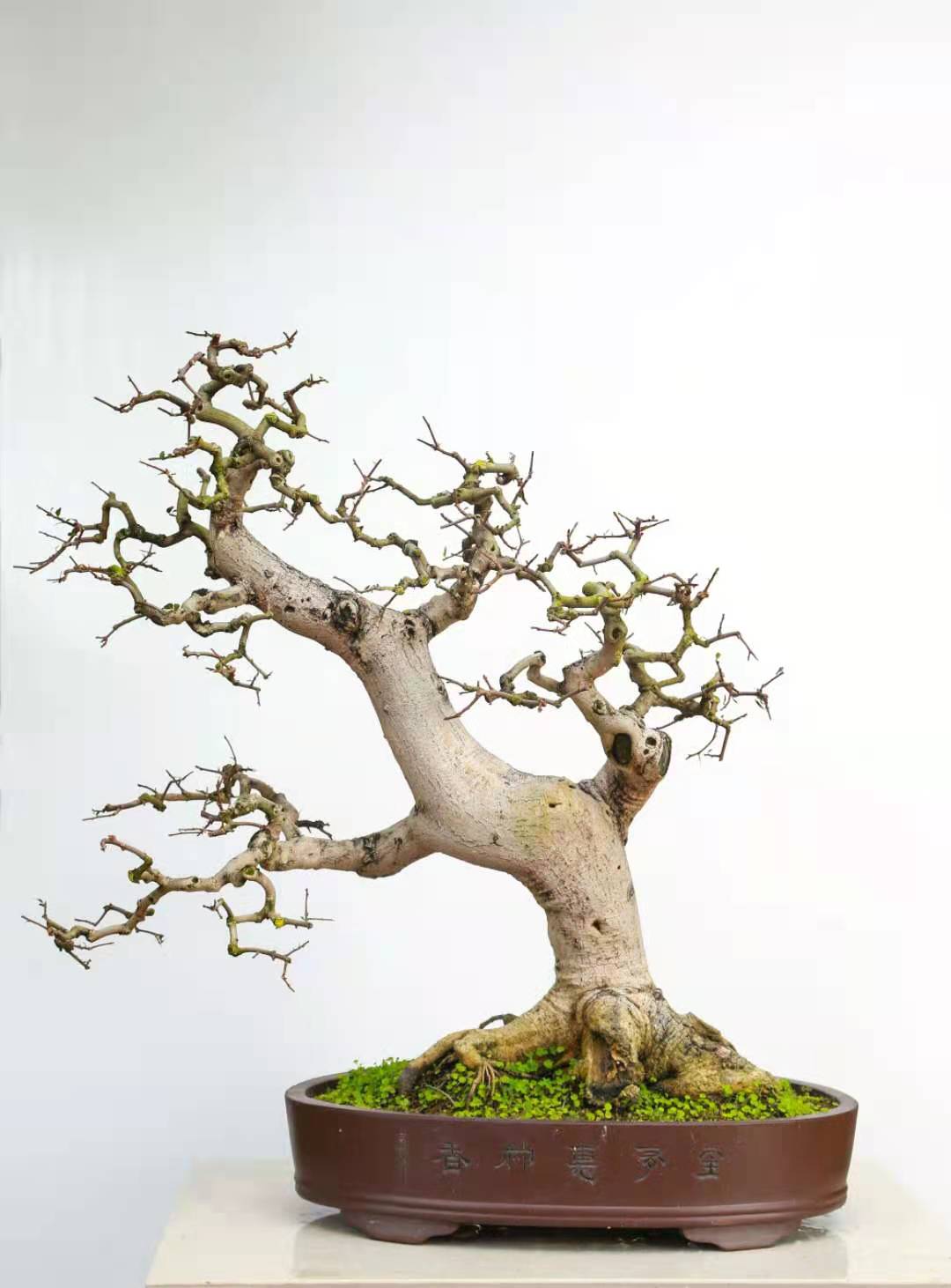  鲜花绿植直播间一物一拍。专用链接