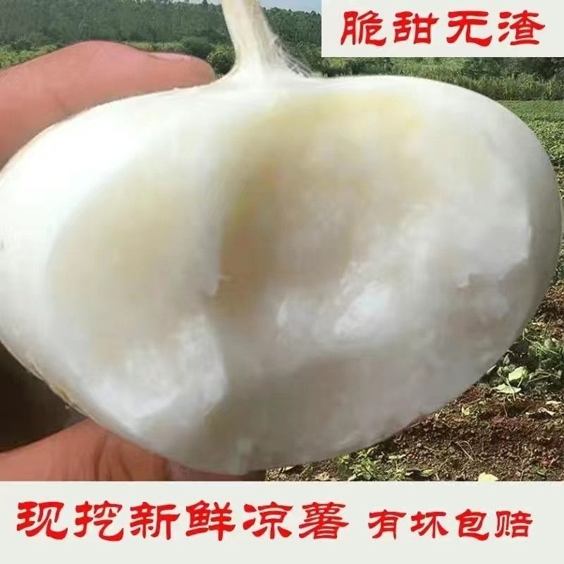 高山地瓜凉薯地萝卜食用农产品新鲜发货5斤装香甜健康