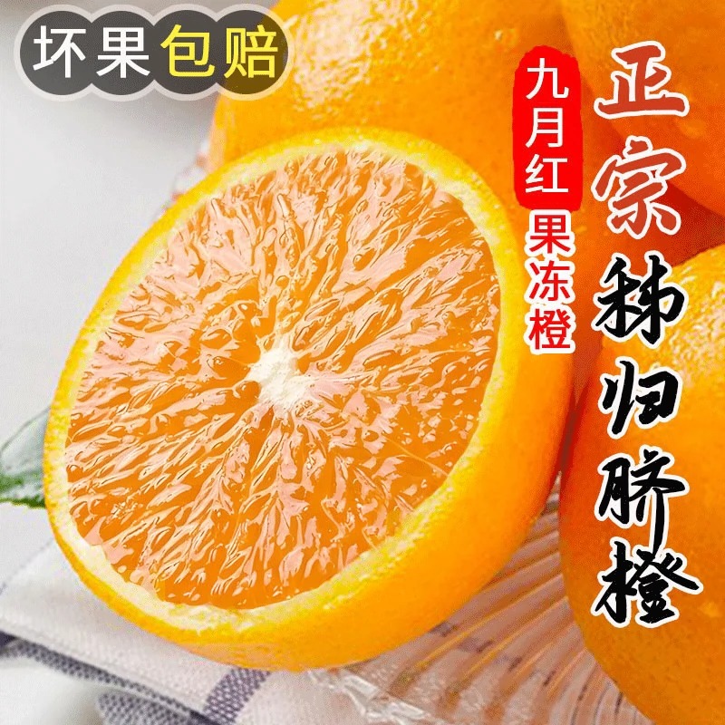 脐橙原产地农家采摘香甜细腻皮薄橙子爆甜多汁果园自然种植脐橙