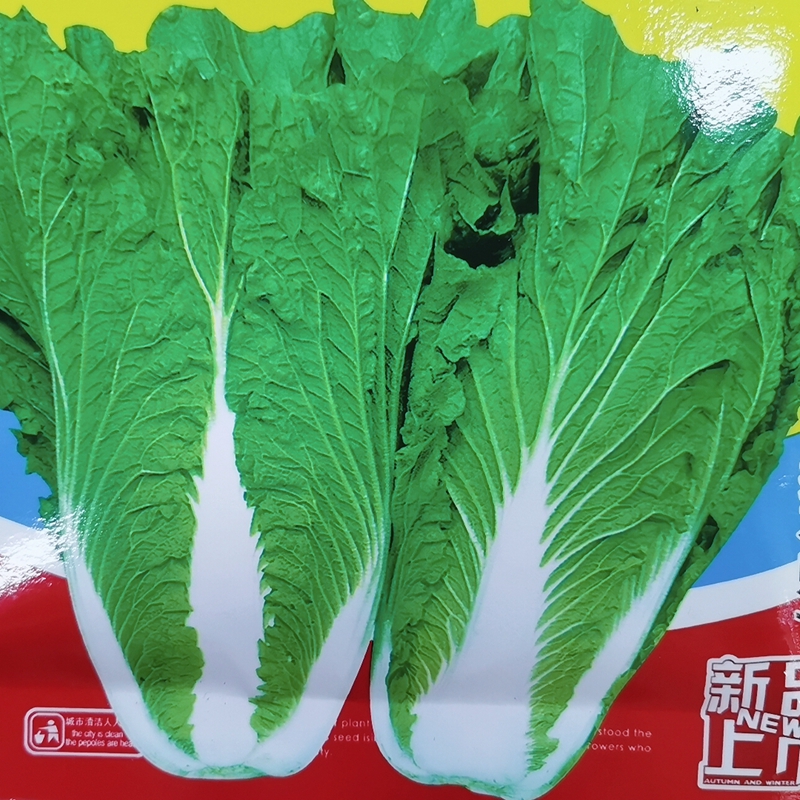 鑫东方饭包菜种子