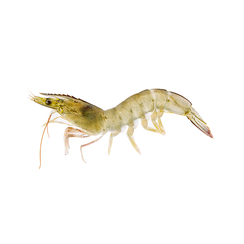 【鲜活充氧】大白对虾500g/份(约25-30只)