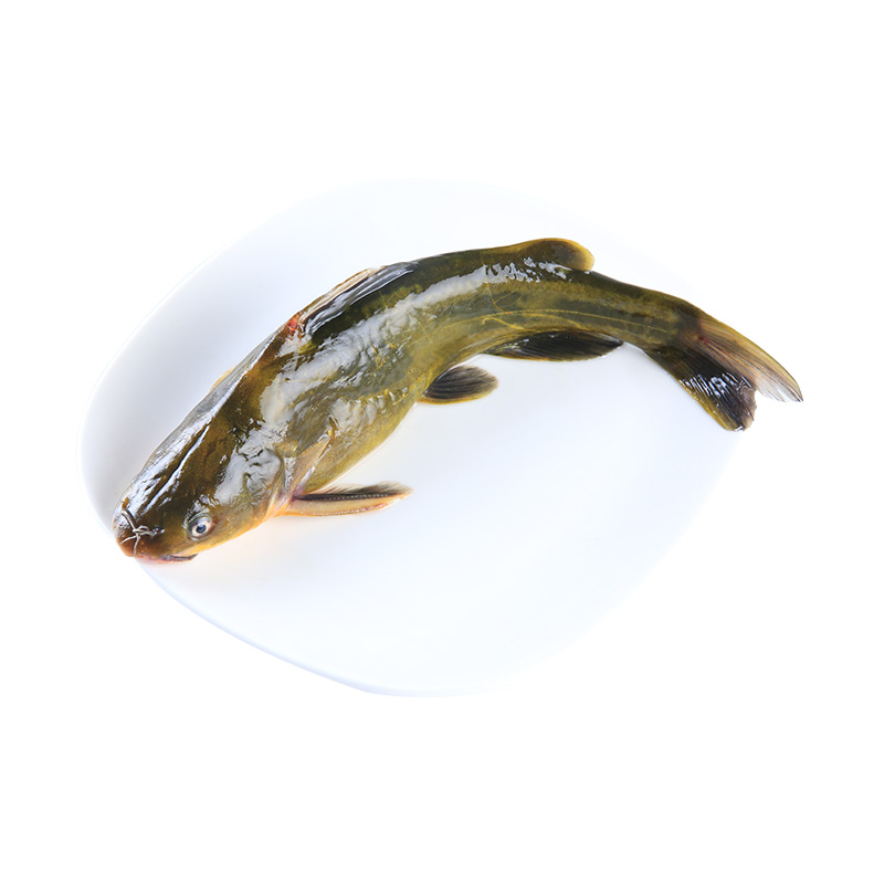鲜活昂刺鱼150-200g/条半斤装