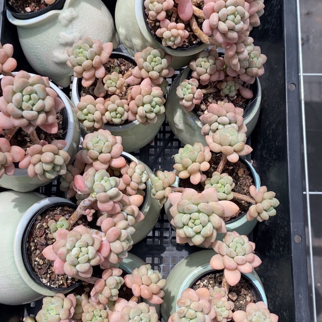 鱼子酱旗袍盆量拍福利