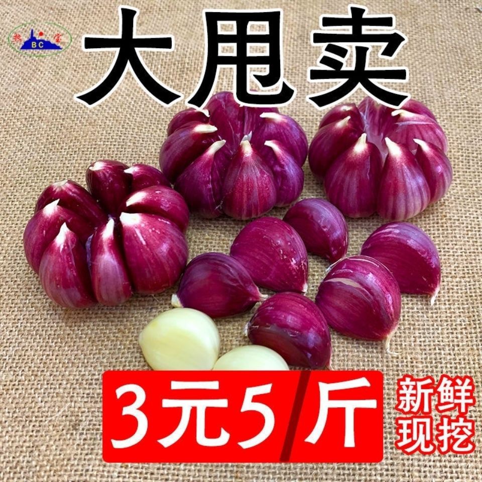 【开依】紫皮蒜瓣出蒜台蒜苗批发红皮蒜非云南独大蒜种子5斤紫皮干