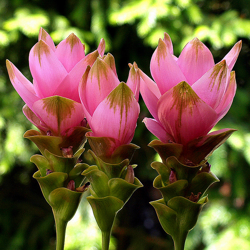 姜荷花种球蝴蝶花根耐寒多年生耐寒花卉室内室外庭院种植阳台盆栽
