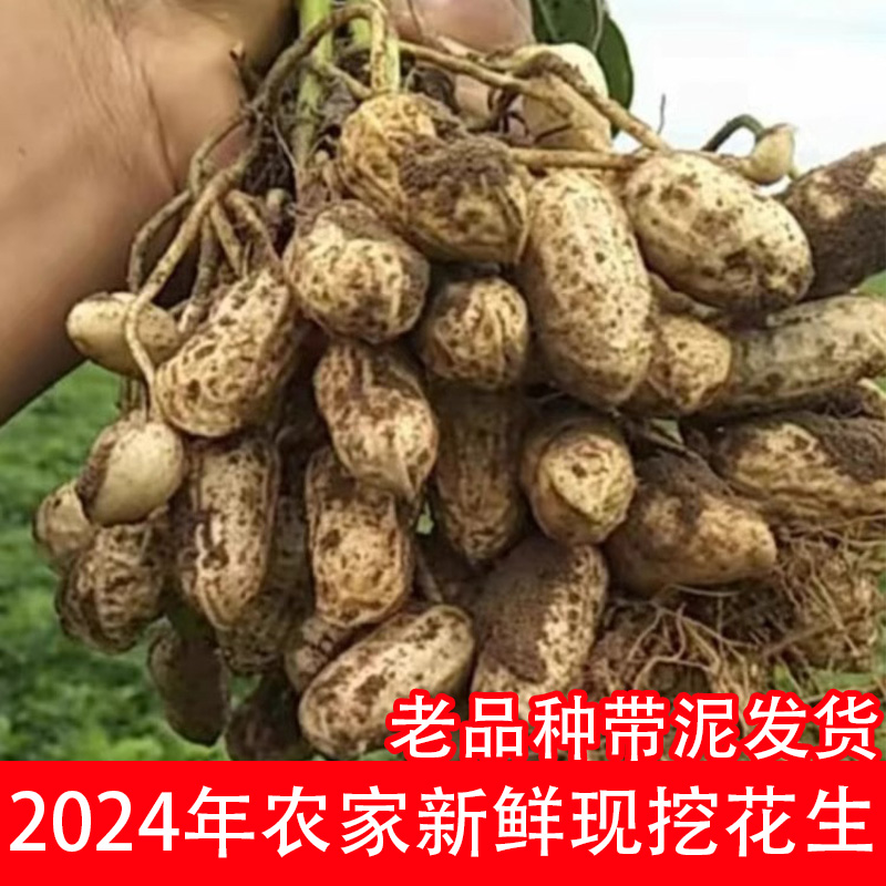 2024新鲜湿花生现挖带泥鲜花生四粒红带壳小花生米粉皮水煮花生