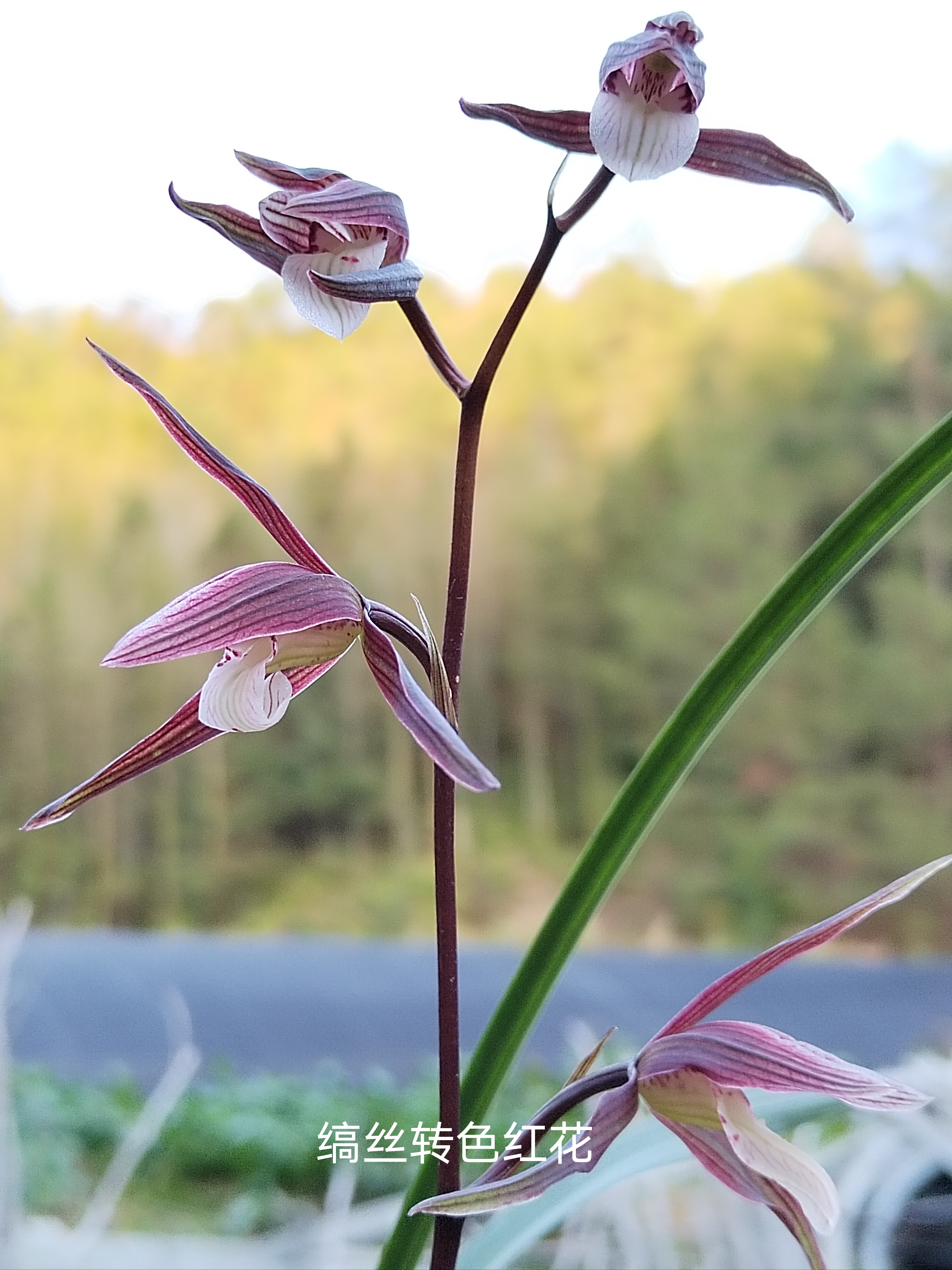 兰花细叶寒兰兰花