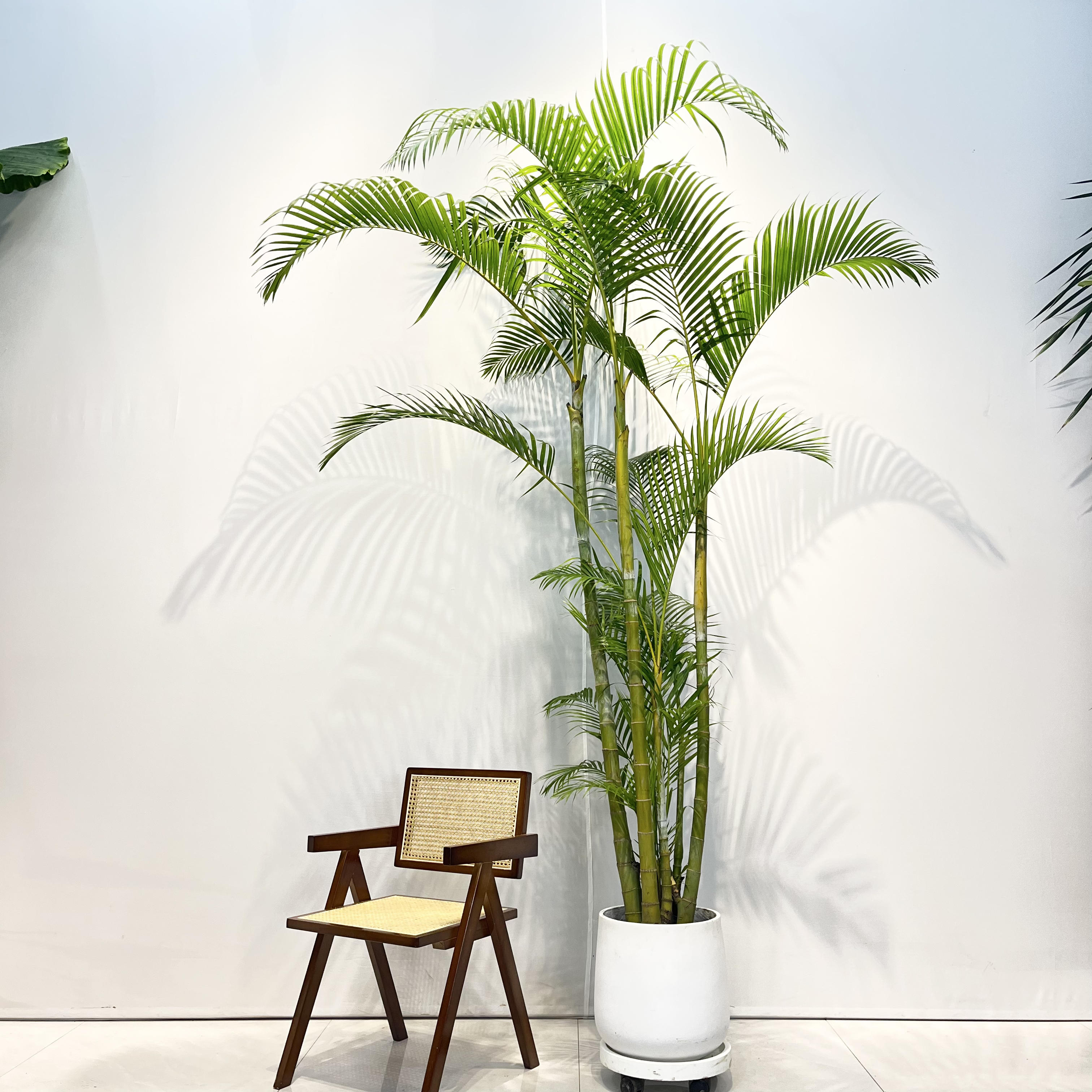 高杆老桩散尾葵庭院植物绿植盆栽室内绿植客厅大摆件好养耐活花卉