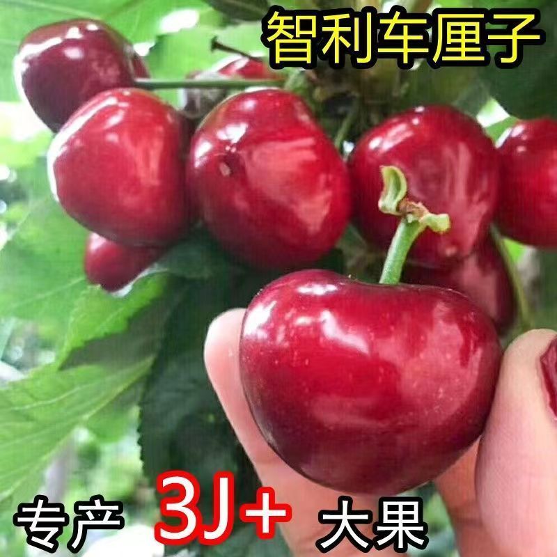 正宗嫁接车厘子樱桃树苗南北方阳台庭院盆栽地栽樱桃树苗结果下单