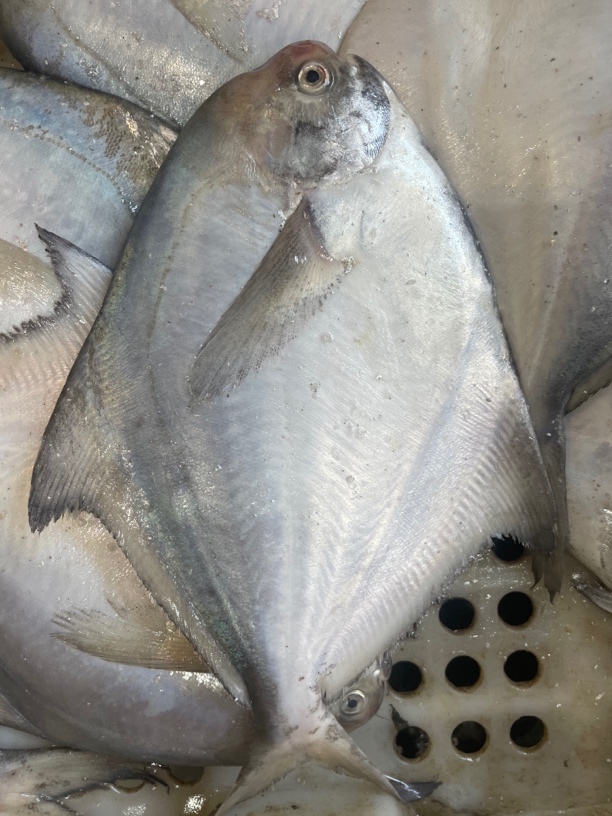 【小花家】银鲳鱼 平鱼 净鱼 （3-4两一条）5斤京津冀鲜发