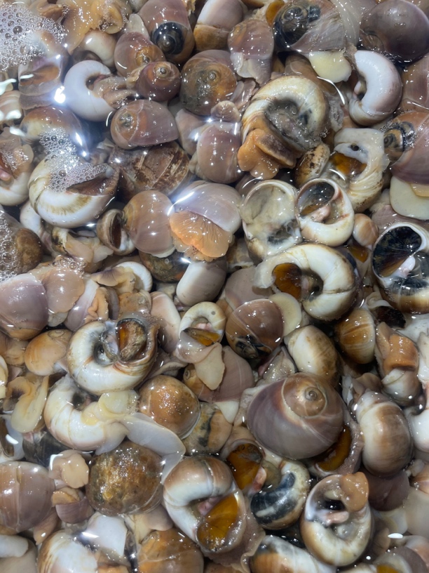 【小花家】钢脐4斤