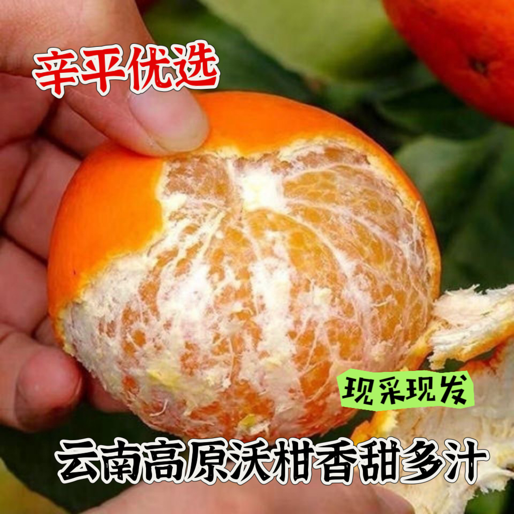 辛平优选云南高原沃柑现采现发香甜多汁新鲜发货