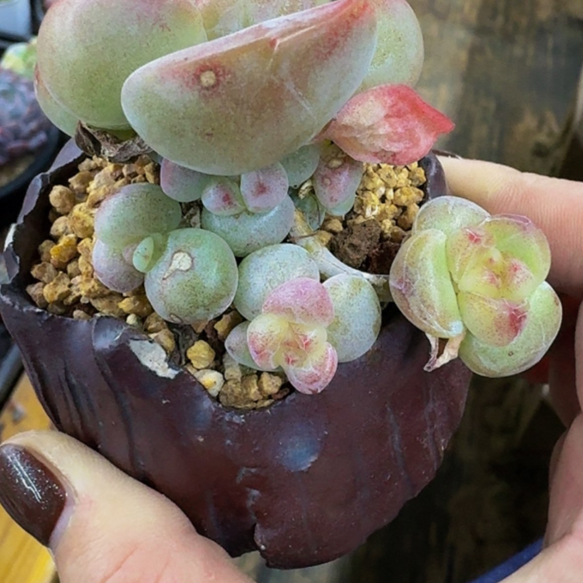 【闪购商品】䒕*c冰玉
