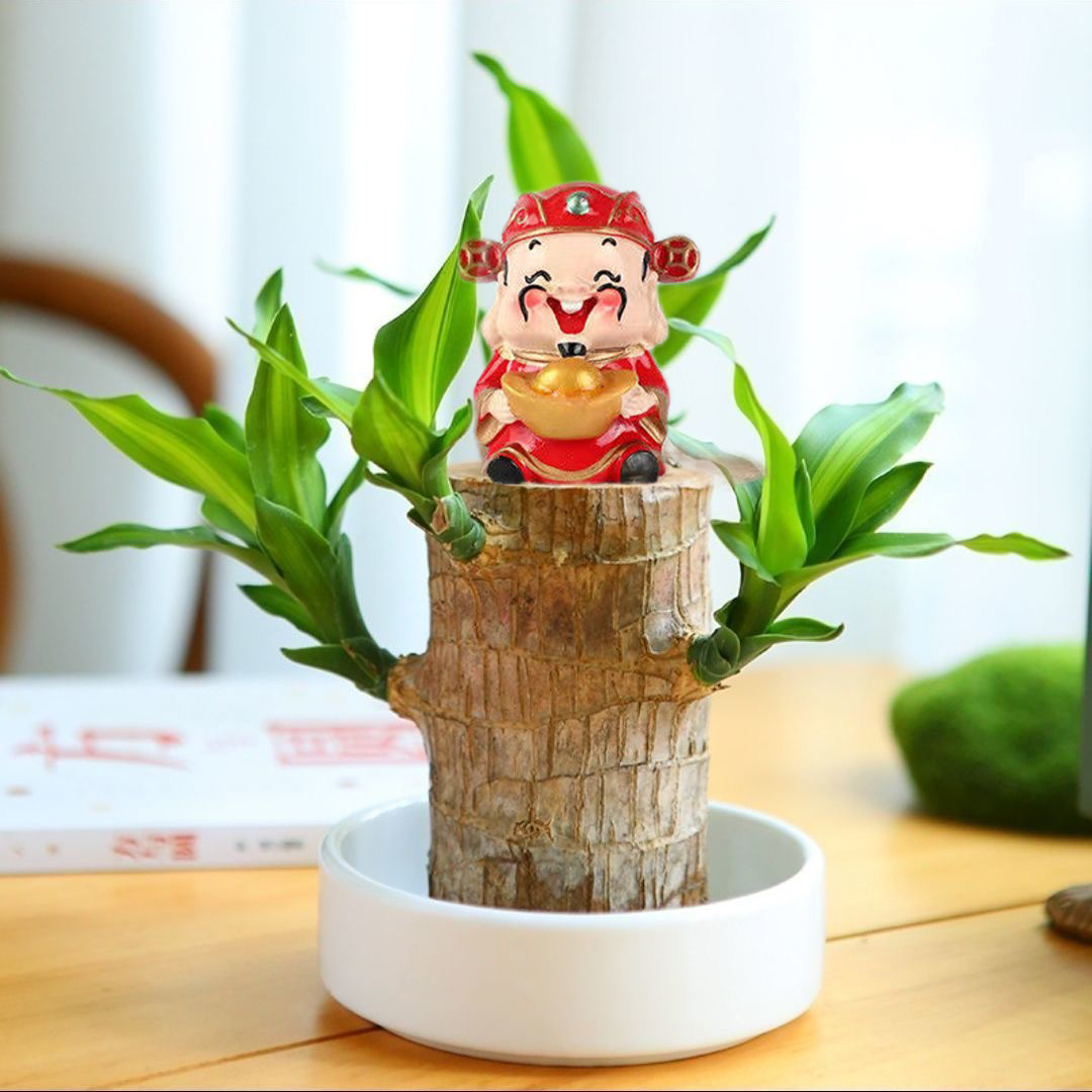【带2小芽叶发货巴西木】水培巴西木开花水养懒人绿植室内好养花卉